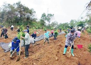 村民們正合力挖樹坑 種堅果樹苗